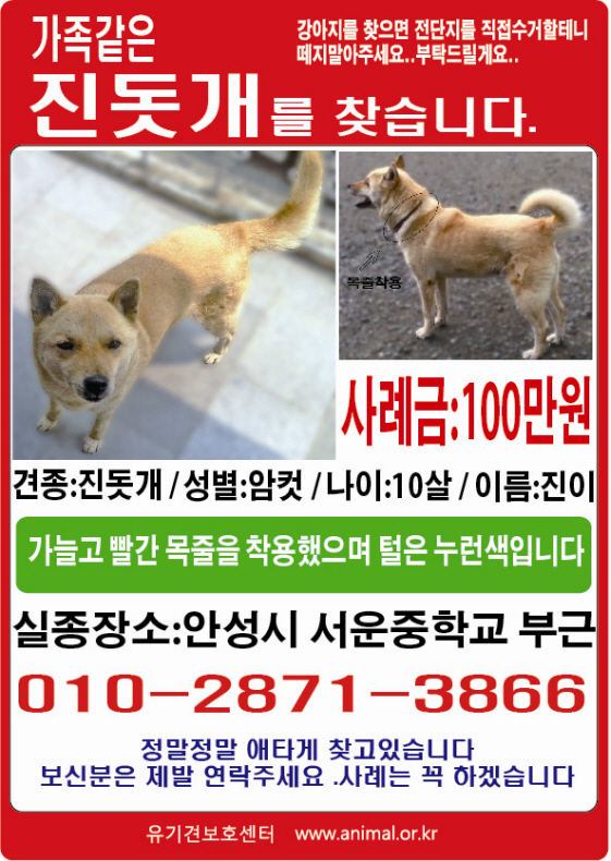 안성에서 잃어버린 우리 진돗개 진이를 애타게 찾습니다.