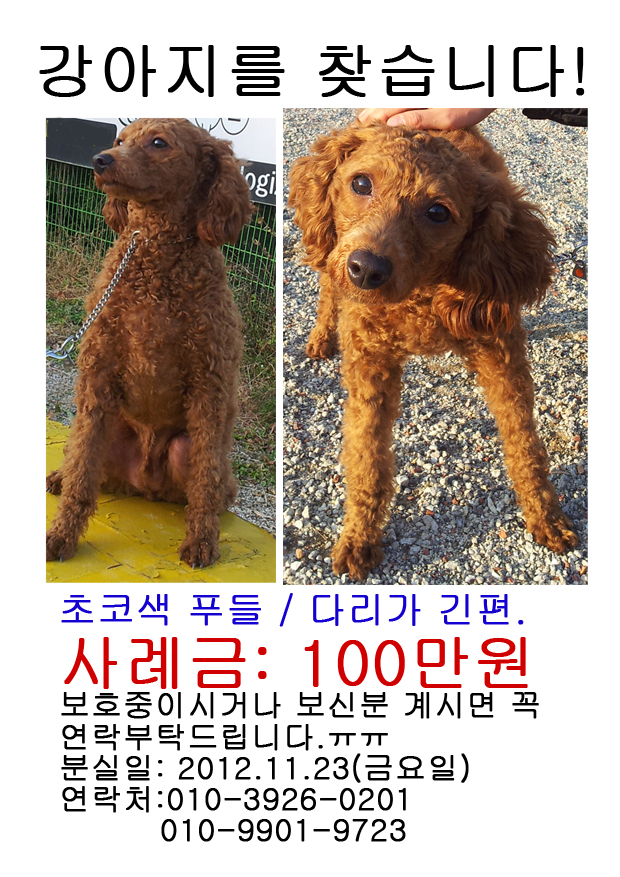 초코색 푸들을 찾습니다. ㅠㅠ남양주 조안면사무소 부근에서 실종.