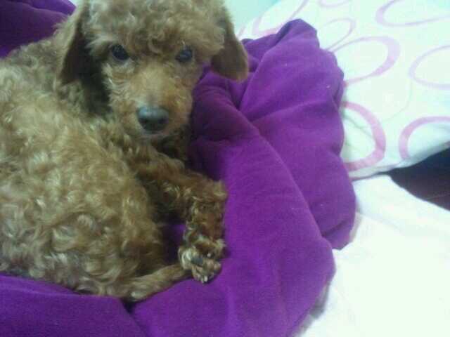 푸들아기 부평역 근처에서 잃어 버렸습니다. ㅜ