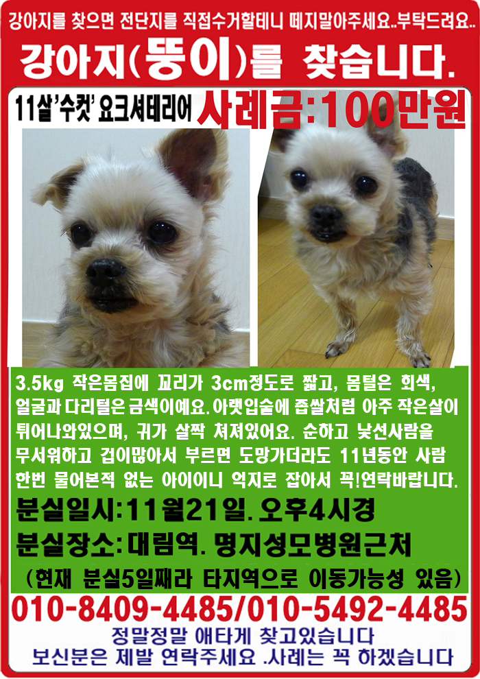 (사례금100만원)대림동에서 분실한 요크셔좀 제발찾아주세요