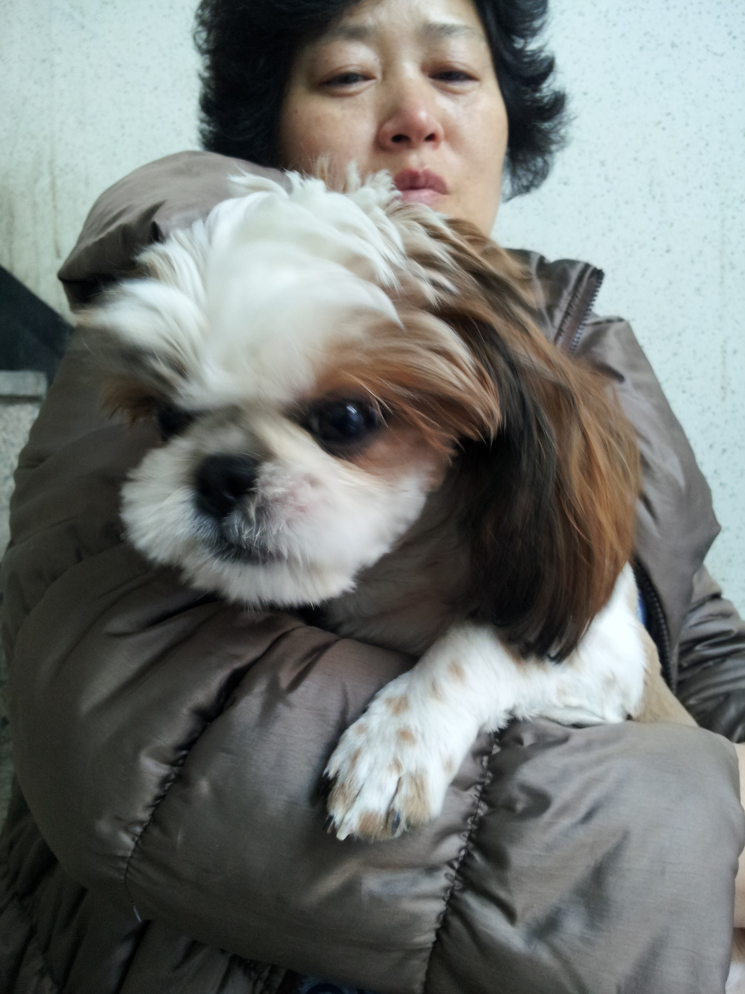 인천 만수2동에서 시츄여아 잃어버리신분...