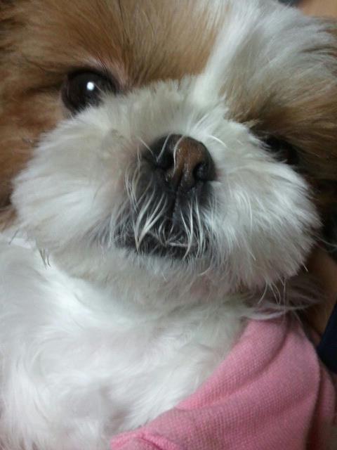 서울시성북구시츄비비안을찾아요