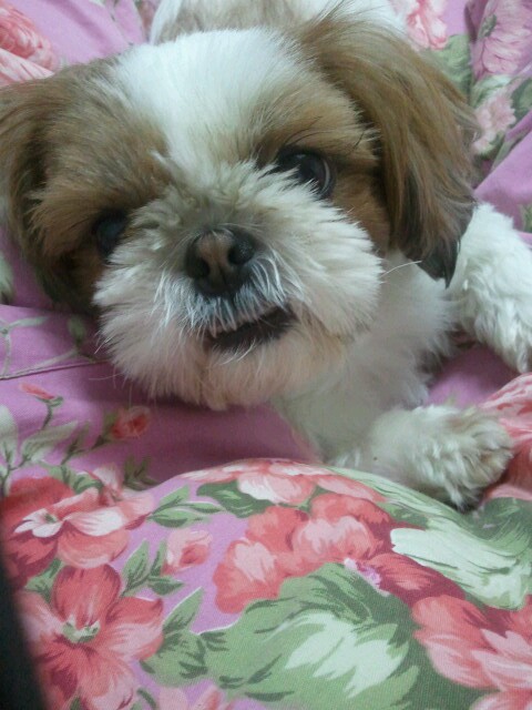 서울시성북구시츄비비안을찾아요