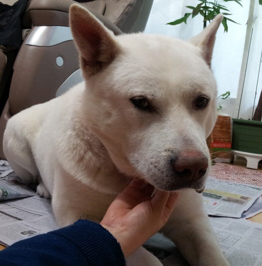 [부산 진구] 백구 수컷 진도개를 찾고있어요 ㅠ (보상금드림)