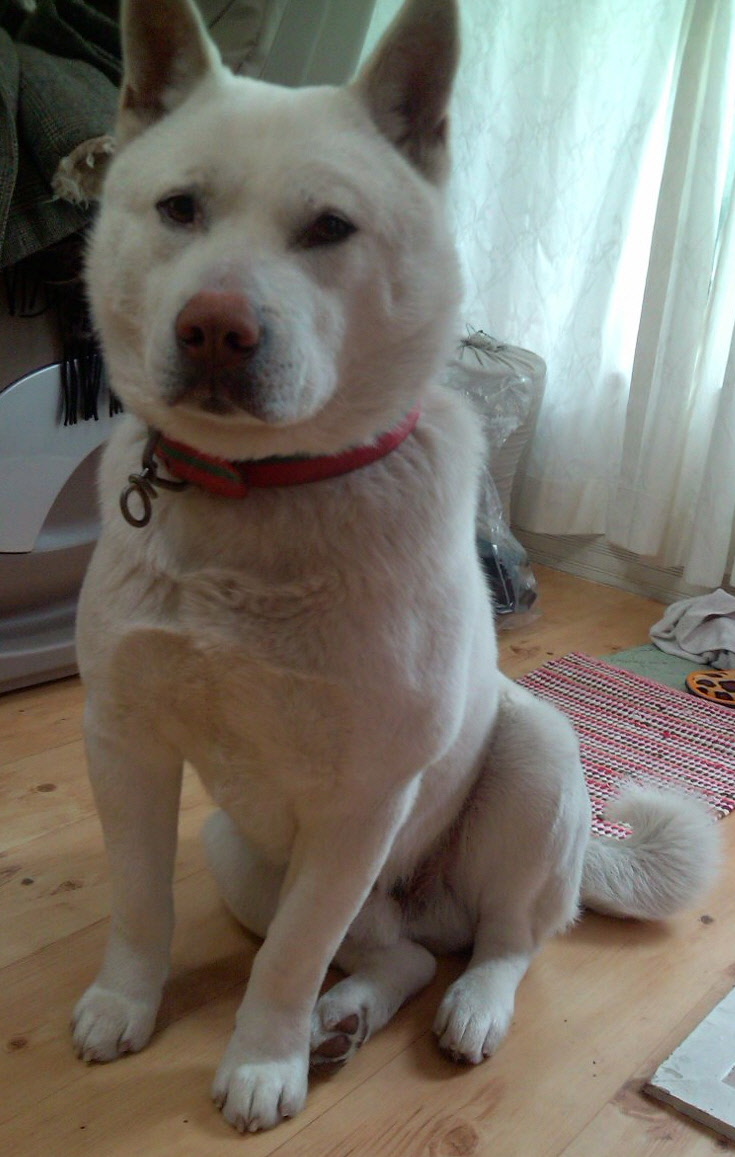 [부산 진구] 백구 수컷 진도개를 찾고있어요 ㅠ (보상금드림)