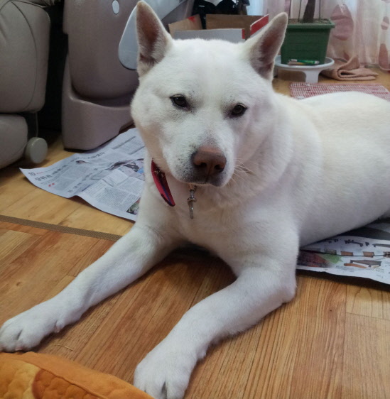 [부산 진구] 백구 수컷 진도개를 찾고있어요 ㅠ (보상금드림)