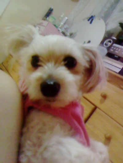 인천 서구 석남동에서 말티즈 믹스견 찾아요~