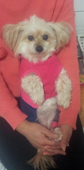 인천 서구 석남동에서 말티즈 믹스견 찾아요~