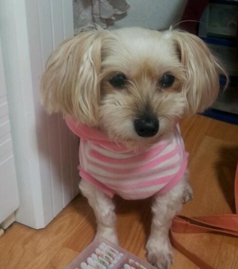 인천 서구 석남동에서 말티즈 믹스견 찾아요~