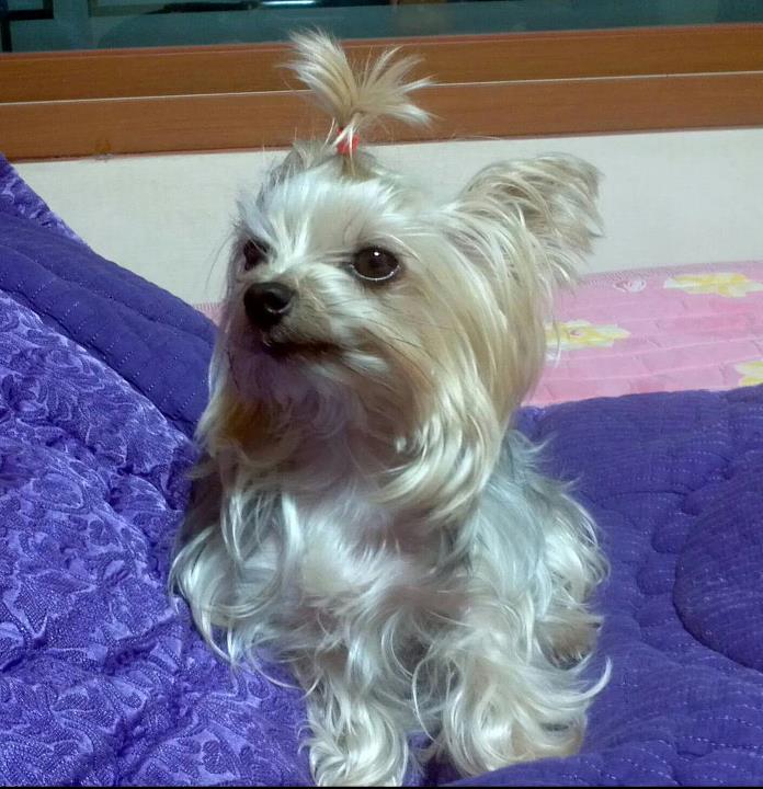 [관악. 금천] 요크셔테리어 암컷 찾습니다 ..