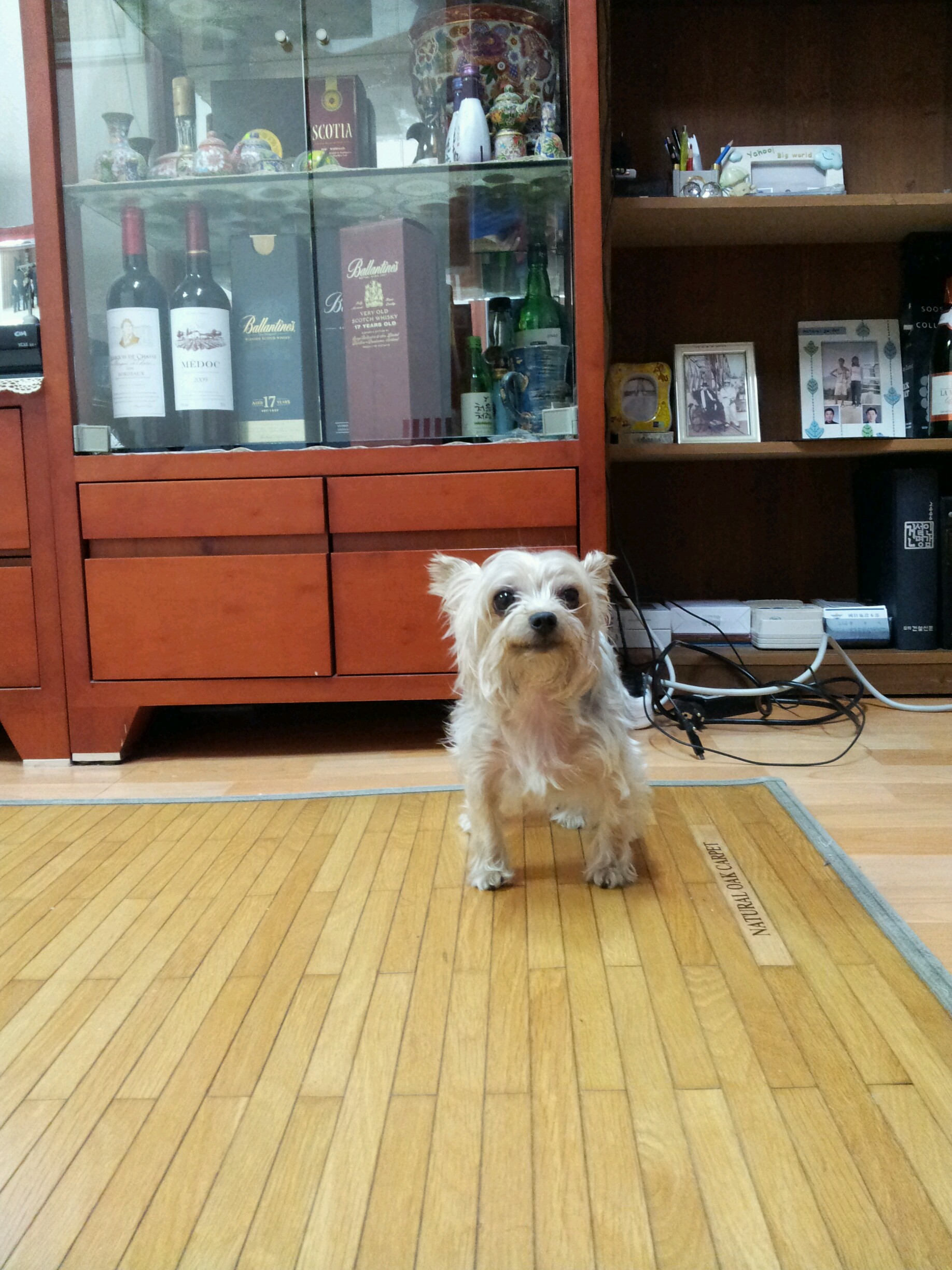 [관악. 금천] 요크셔테리어 암컷 찾습니다 ..