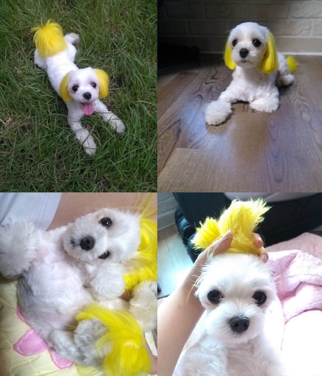 제주도 노형동 부근... 사라진 우리가족 맹순이를 애타게찾습니다.