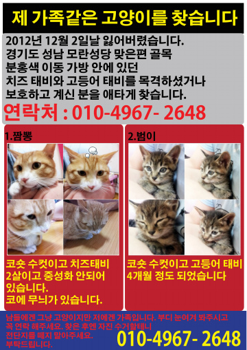 경기도 성남 고양이를 찾습니다