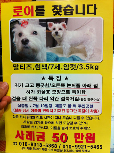 [인천] 말티즈 여아를 찾습니다.