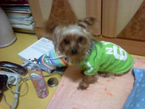 경기도 이천시 요쿠셔테리어 여아 찾습니다ㅜㅜㅜ