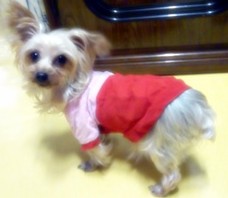 경기도 이천시 요쿠셔테리어 여아 찾습니다ㅜㅜㅜ