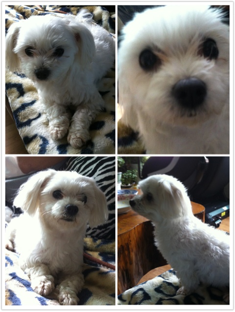 인천계산동 말티즈여아 주인찾아요