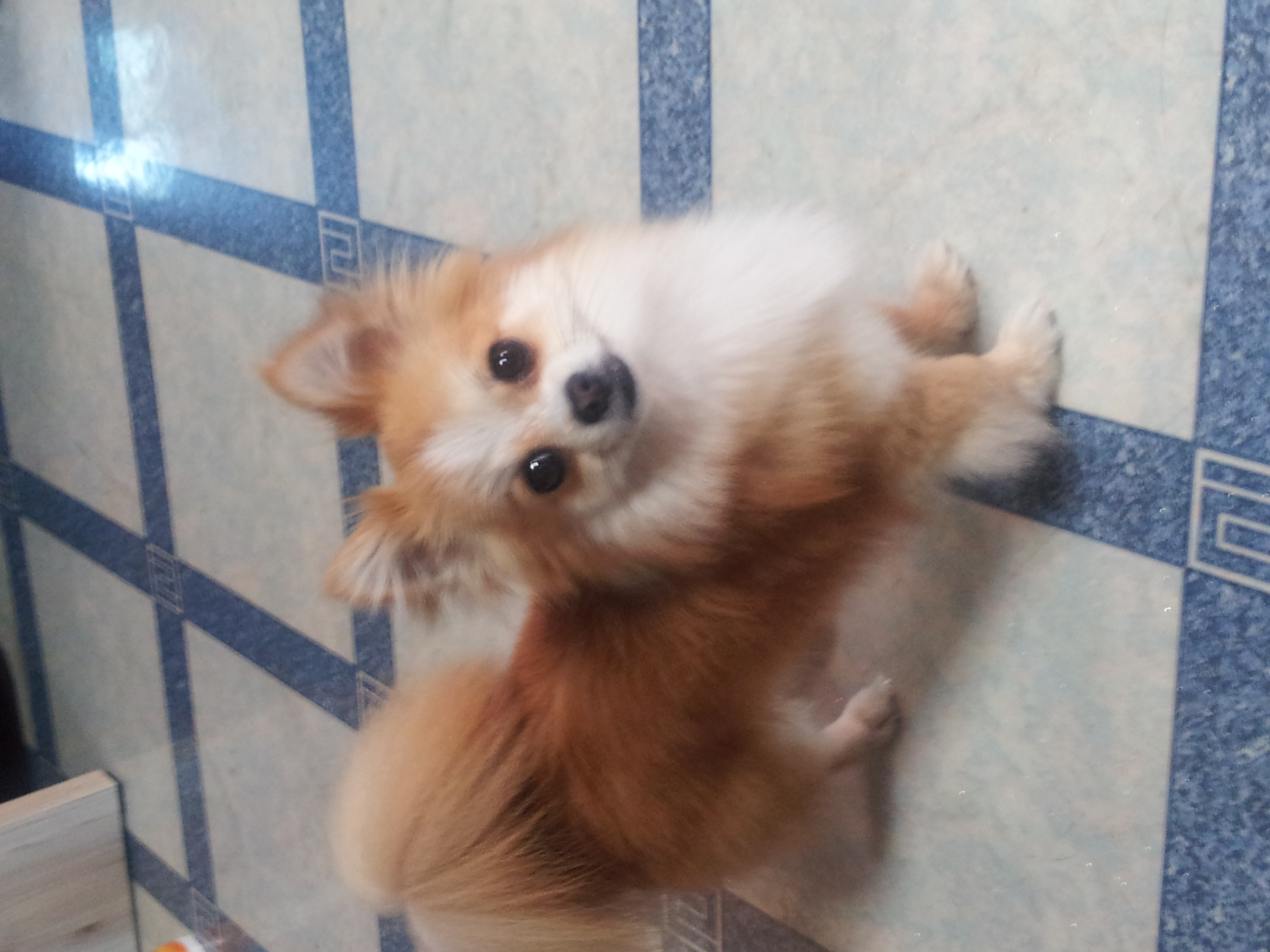 양천구 신월1동 에서 잃어버린 갈색 포메라이언 초롱이를 애타게 찾습니다.