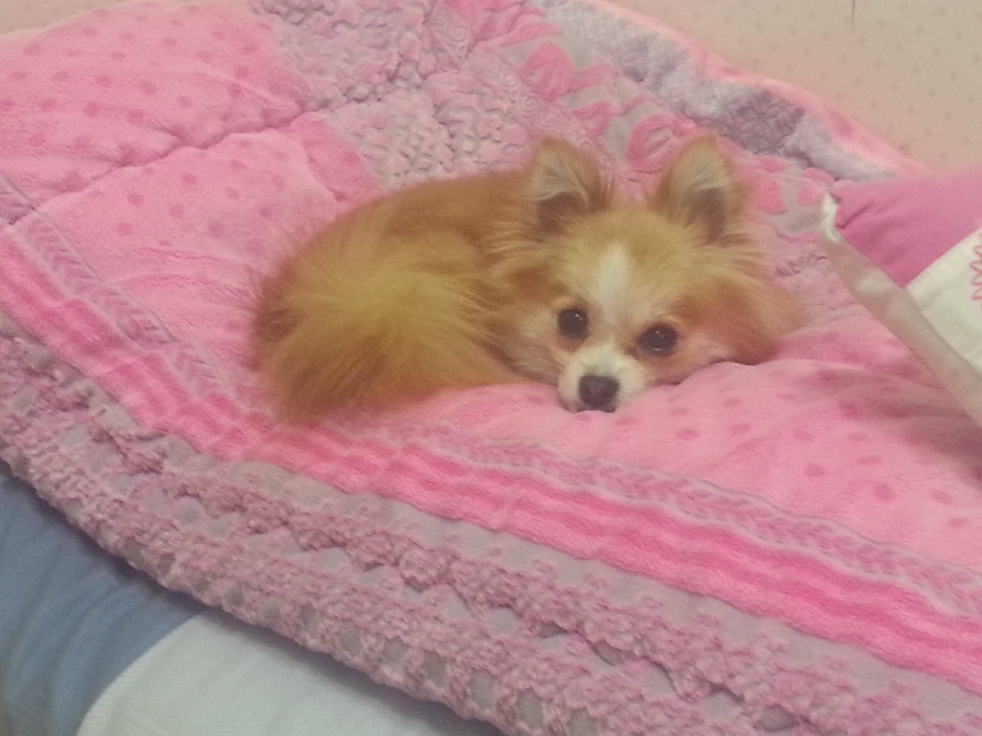 양천구 신월1동 에서 잃어버린 갈색 포메라이언 초롱이를 애타게 찾습니다.