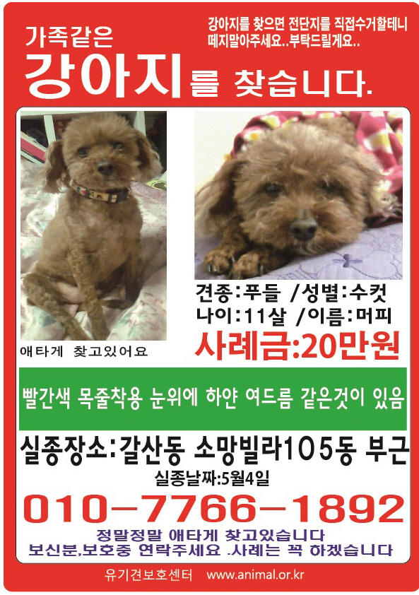 인천 부평에서 잃어버린 갈색 푸들 찾습니다.