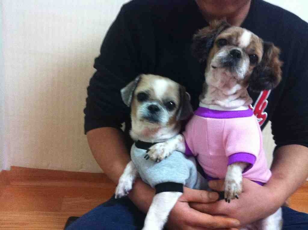 시츄엄마와딸을찾아요