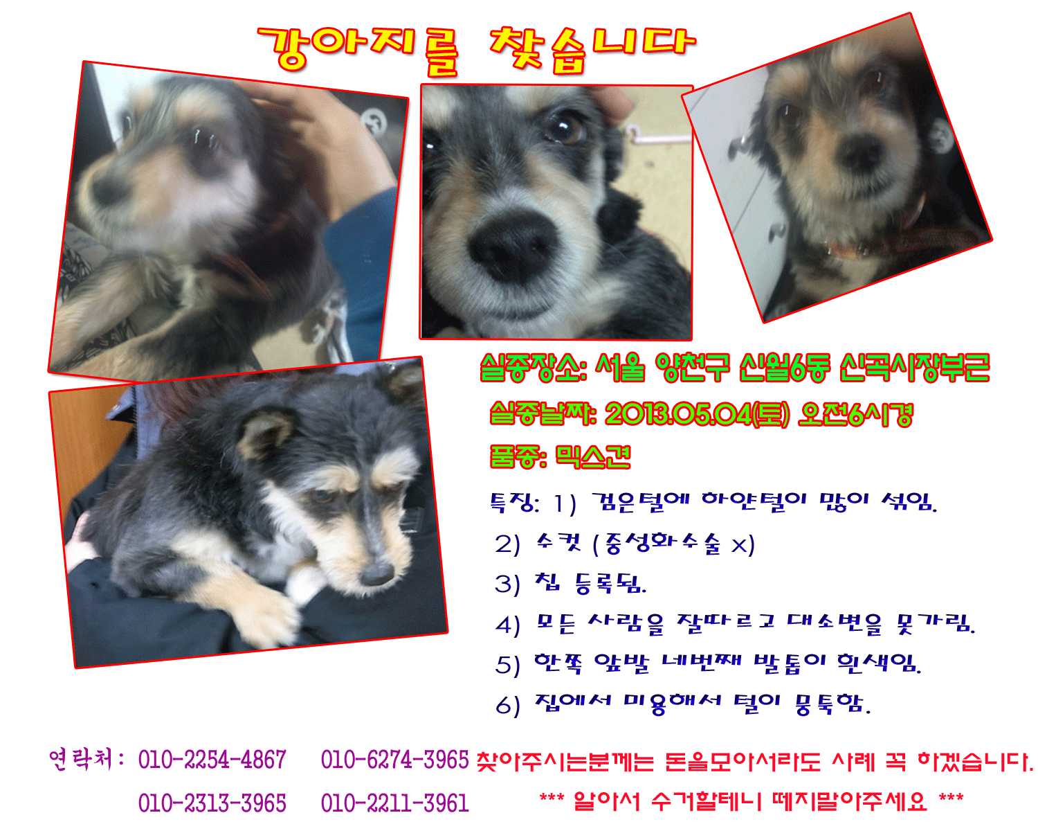 우리가족 콩콩이를 찾아주세요