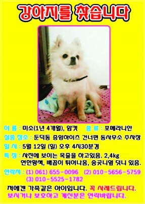 여수 둔덕동/포메/암컷 찾습니다(사례금50)