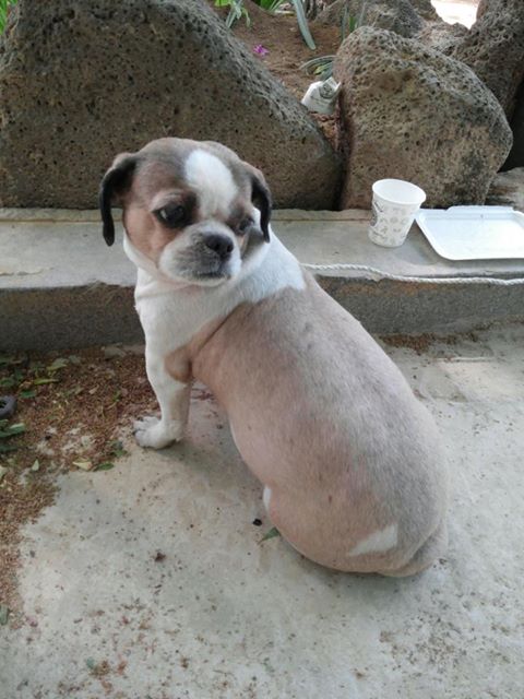(인천) 0517 / 약사사 부근에서 "시츄" 잃어버리신 분?