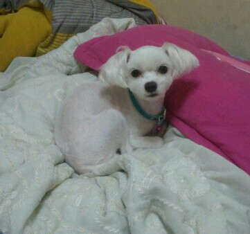 서울 도봉구 쌍문2동 말티즈(암컷)을 찾습니다..