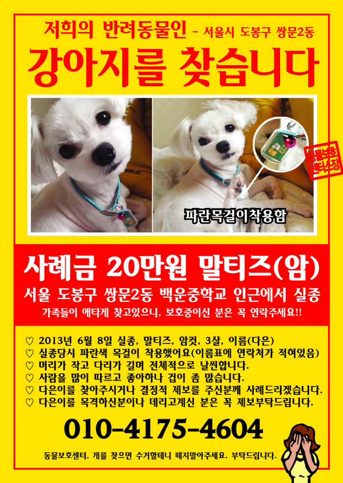 서울 도봉구 쌍문2동 말티즈(암컷)을 찾습니다..