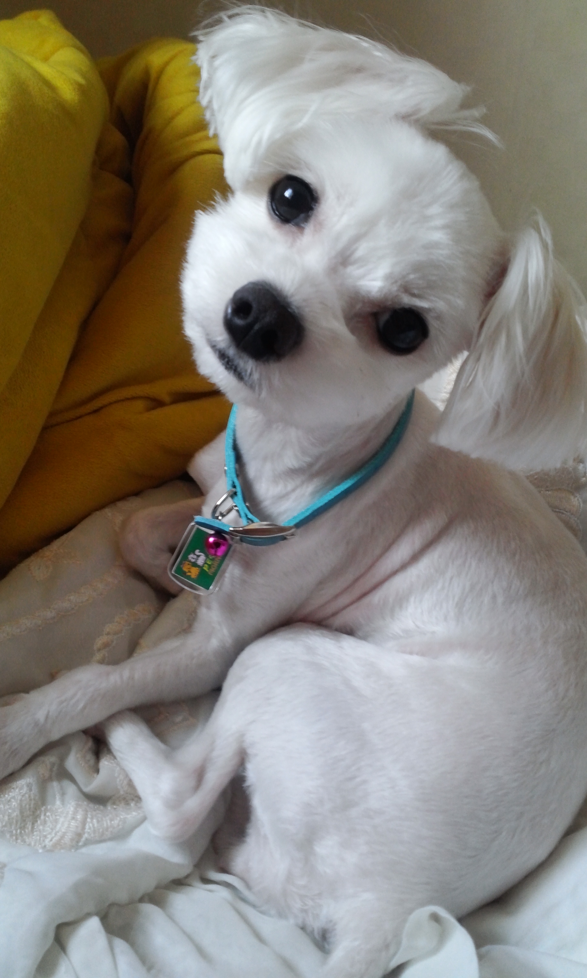 서울 도봉구 쌍문2동 말티즈(암컷)을 찾습니다..