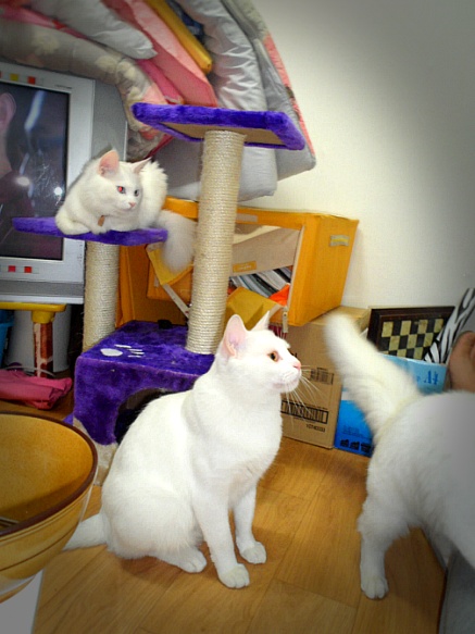 터키시앙고라 흰색 단모종 노원구 월계동입니다 ㅠㅠ 