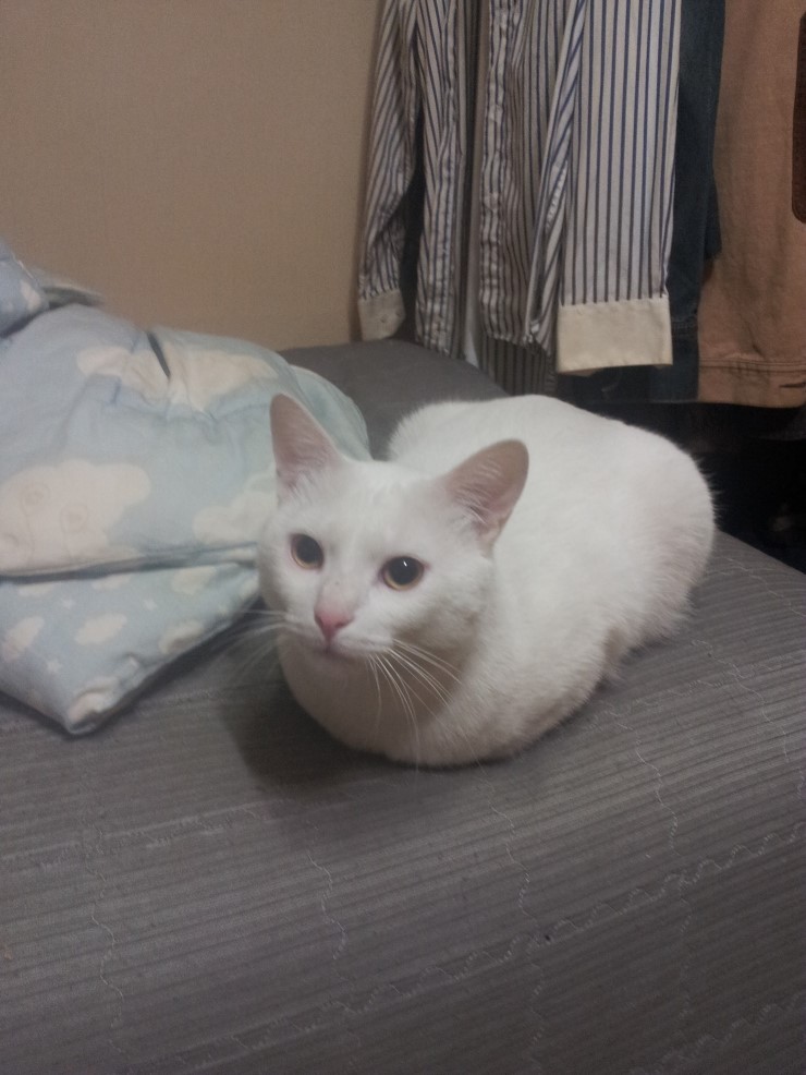 터키시앙고라 흰색 단모종 노원구 월계동입니다 ㅠㅠ 