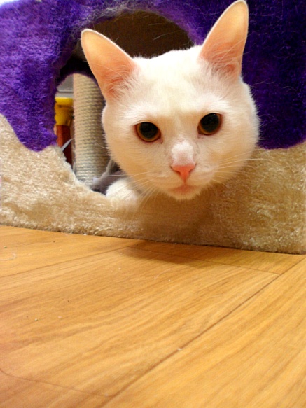 터키시앙고라 흰색 단모종 노원구 월계동입니다 ㅠㅠ 