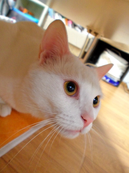 터키시앙고라 흰색 단모종 노원구 월계동입니다 ㅠㅠ 