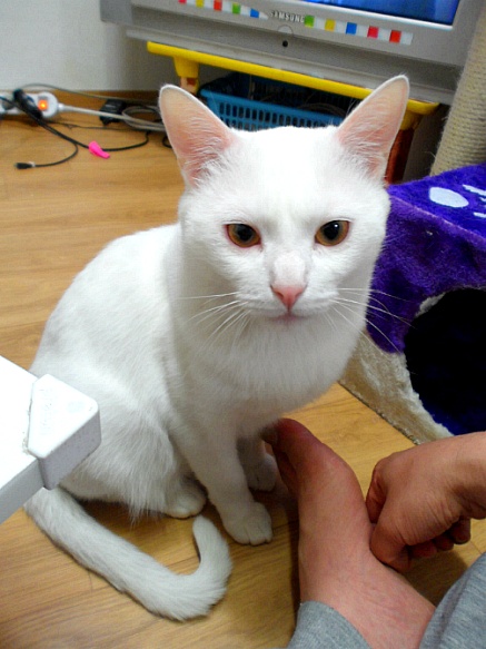 터키시앙고라 흰색 단모종 노원구 월계동입니다 ㅠㅠ 