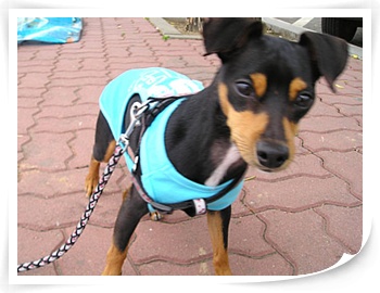 6월13일 오전 미니핀 잃어버림(산본동 삼성래미안하이어스)