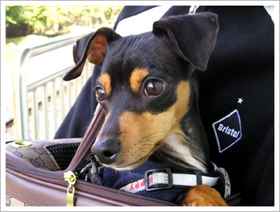 6월13일 오전 미니핀 잃어버림(산본동 삼성래미안하이어스)