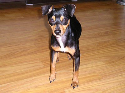 6월13일 오전 미니핀 잃어버림(산본동 삼성래미안하이어스)