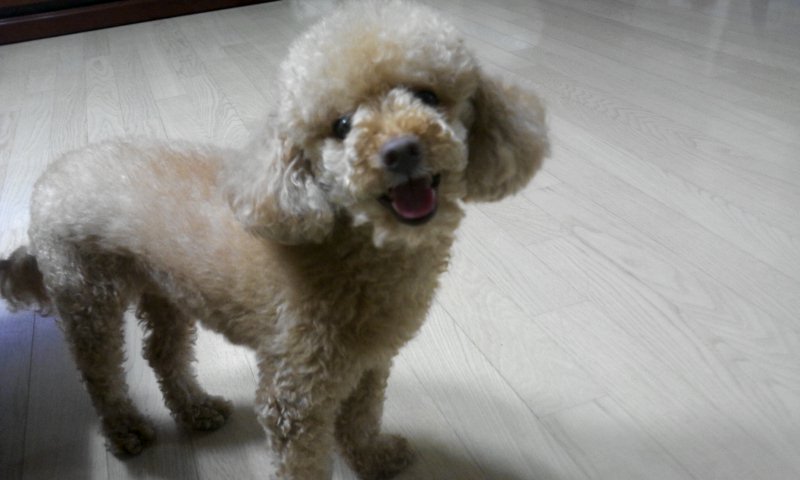 황토색 남자 토이푸들을 찾고 있습니다.