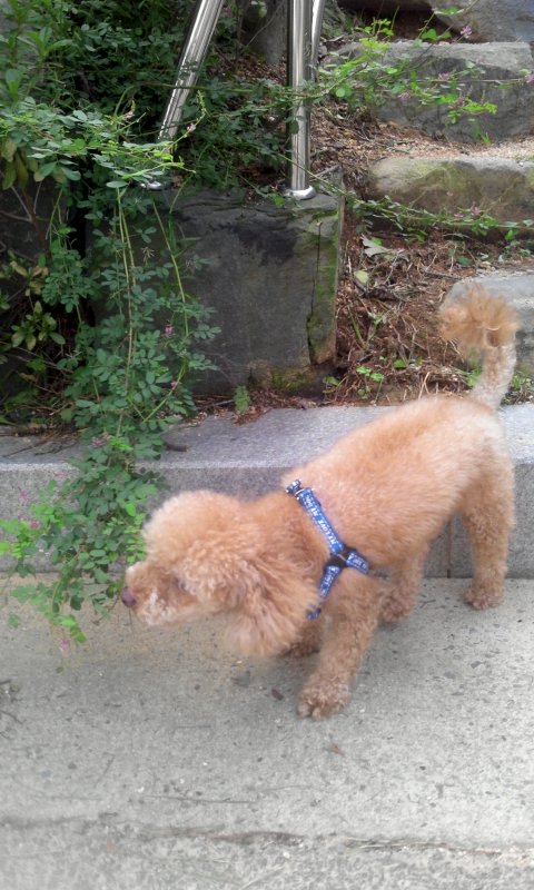 황토색 남자 토이푸들을 찾고 있습니다.