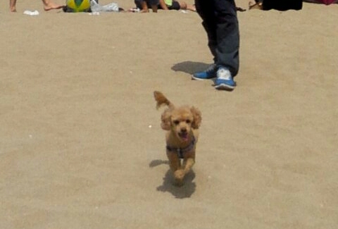 황토색 남자 토이푸들을 찾고 있습니다.