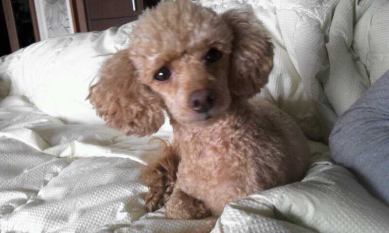 황토색 남자 토이푸들을 찾고 있습니다.