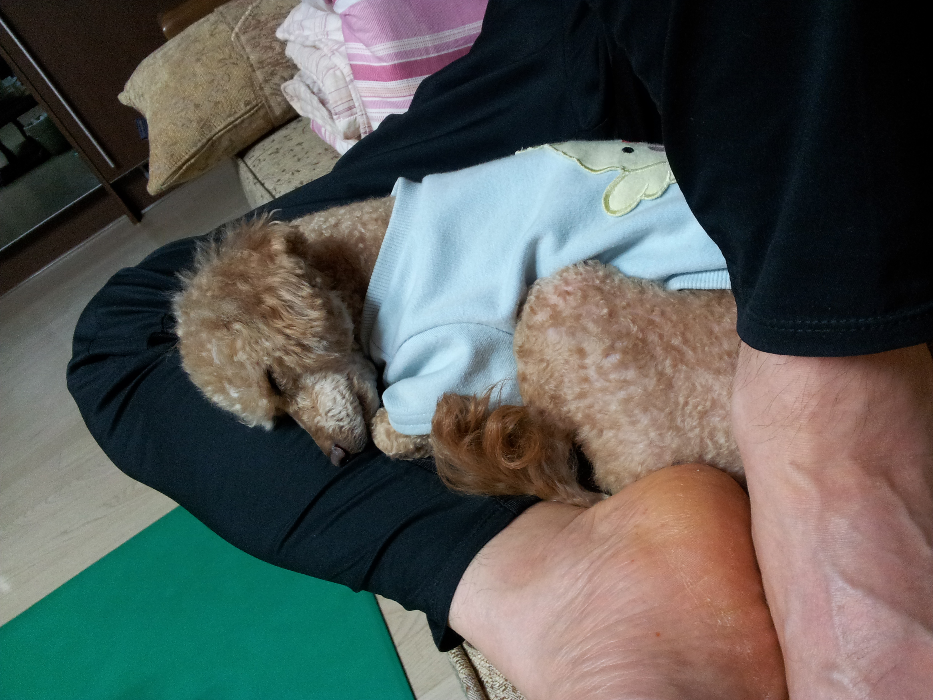 황토색 남자 토이푸들을 찾고 있습니다.