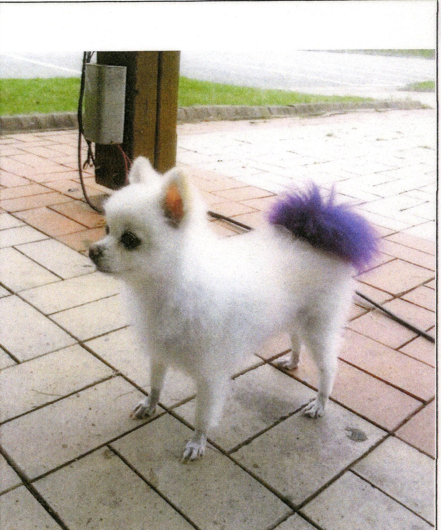 스피츠 찾습니다.