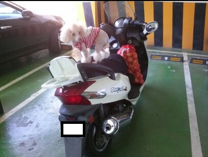 대구광역시 대명3동에서 잃어버린 토이푸들 찾습니다