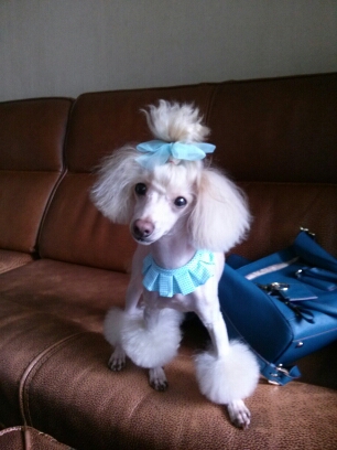 대구광역시 대명3동에서 잃어버린 토이푸들 찾습니다