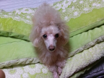 대구광역시 대명3동에서 잃어버린 토이푸들 찾습니다