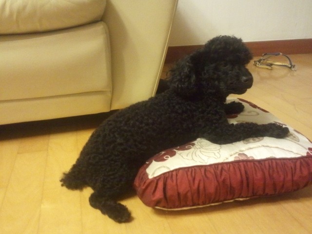 검정 토이푸들 똘이를 찾습니다...