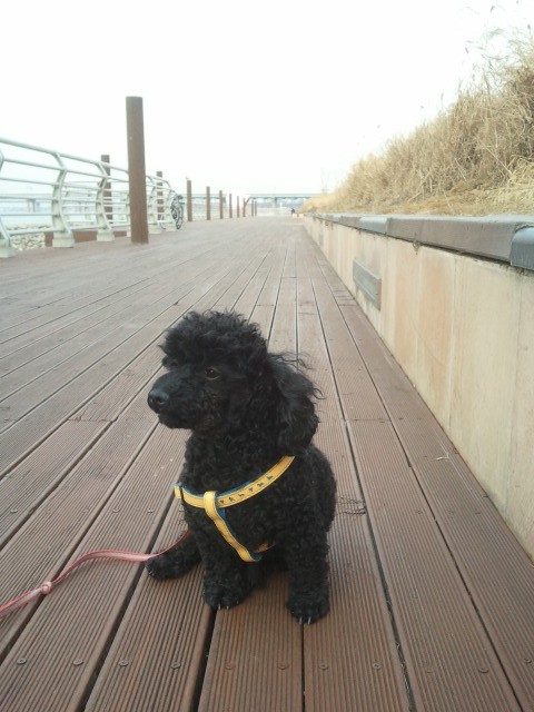 검정 토이푸들 똘이를 찾습니다...